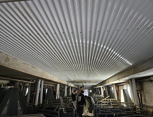 Oprava podhledu stáje chovu prasat